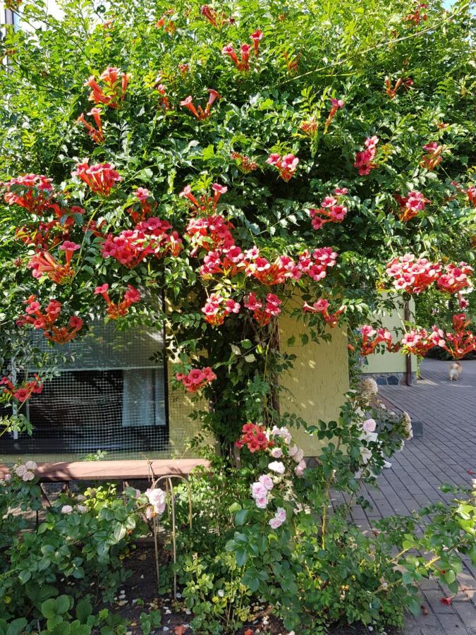 Vila Florena Garden Palanga Exterior photo